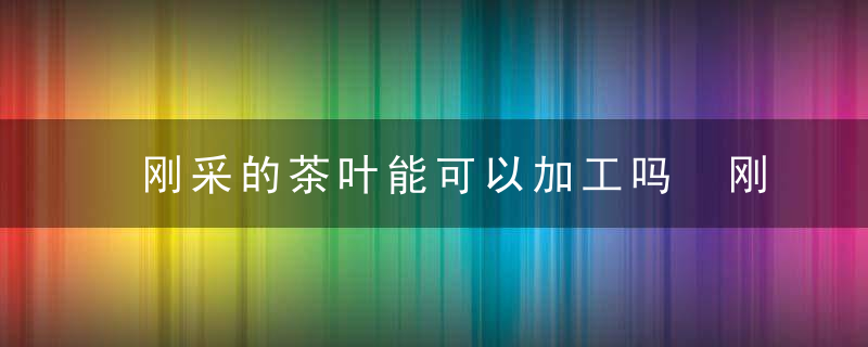 刚采的茶叶能可以加工吗 刚采的茶叶一般可以加工吗